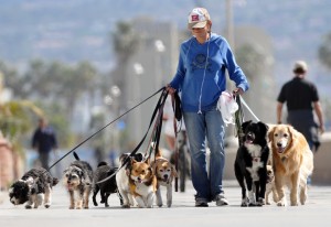 9. Dog Walker