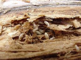 termite treatment cost