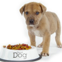 homemade dog food recipes