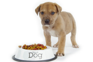 homemade dog food recipes